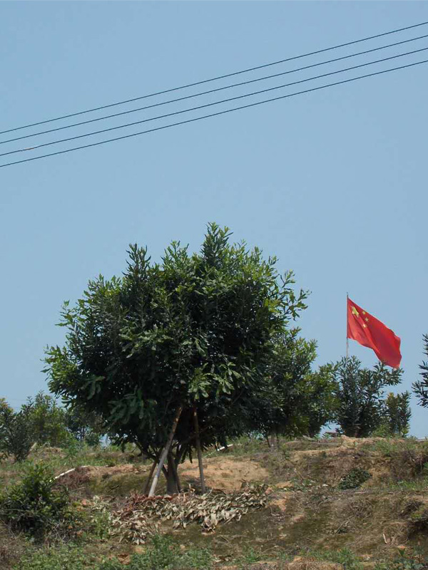 坚果树种树