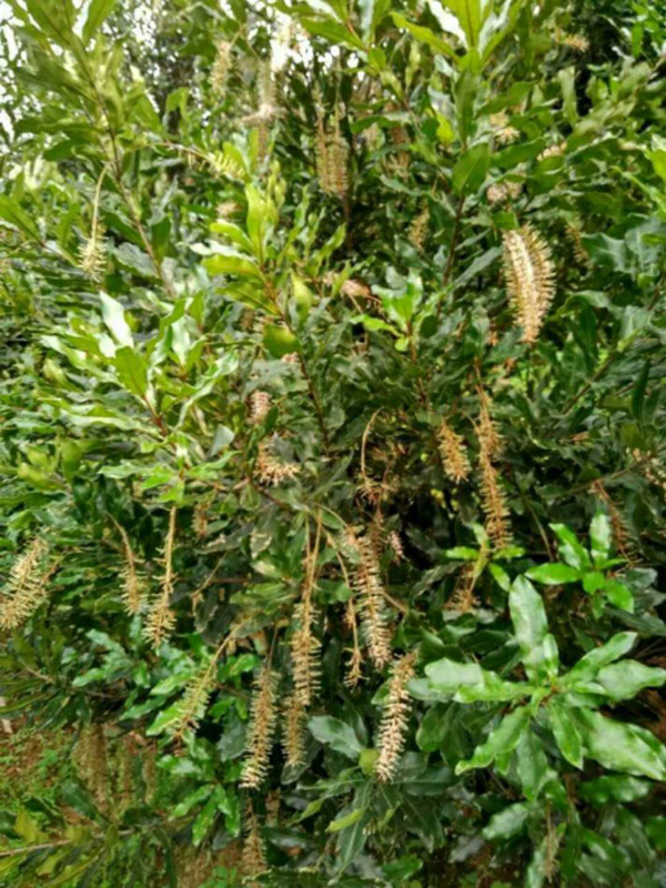 坚果树挂花