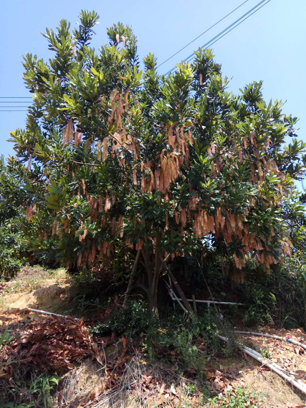 坚果树挂花