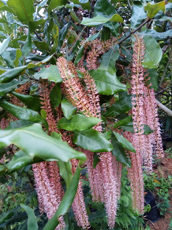 坚果树挂花